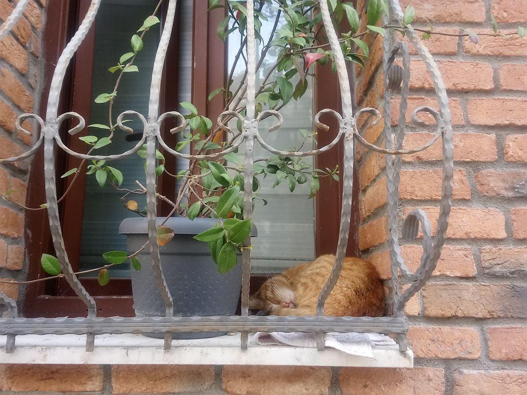 windowcat