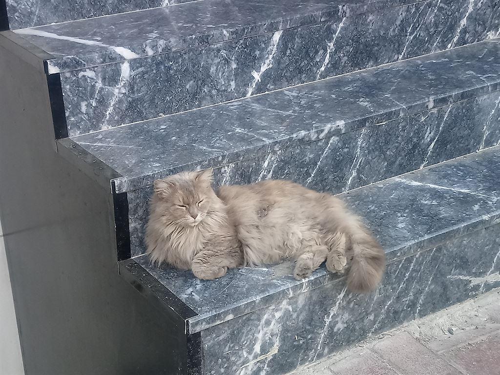 stepscat