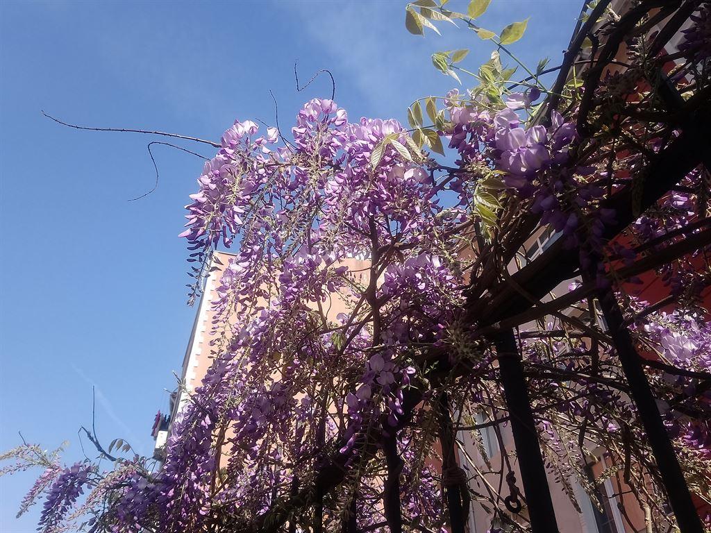 wisteria1