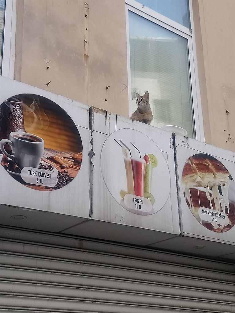 drinkscat