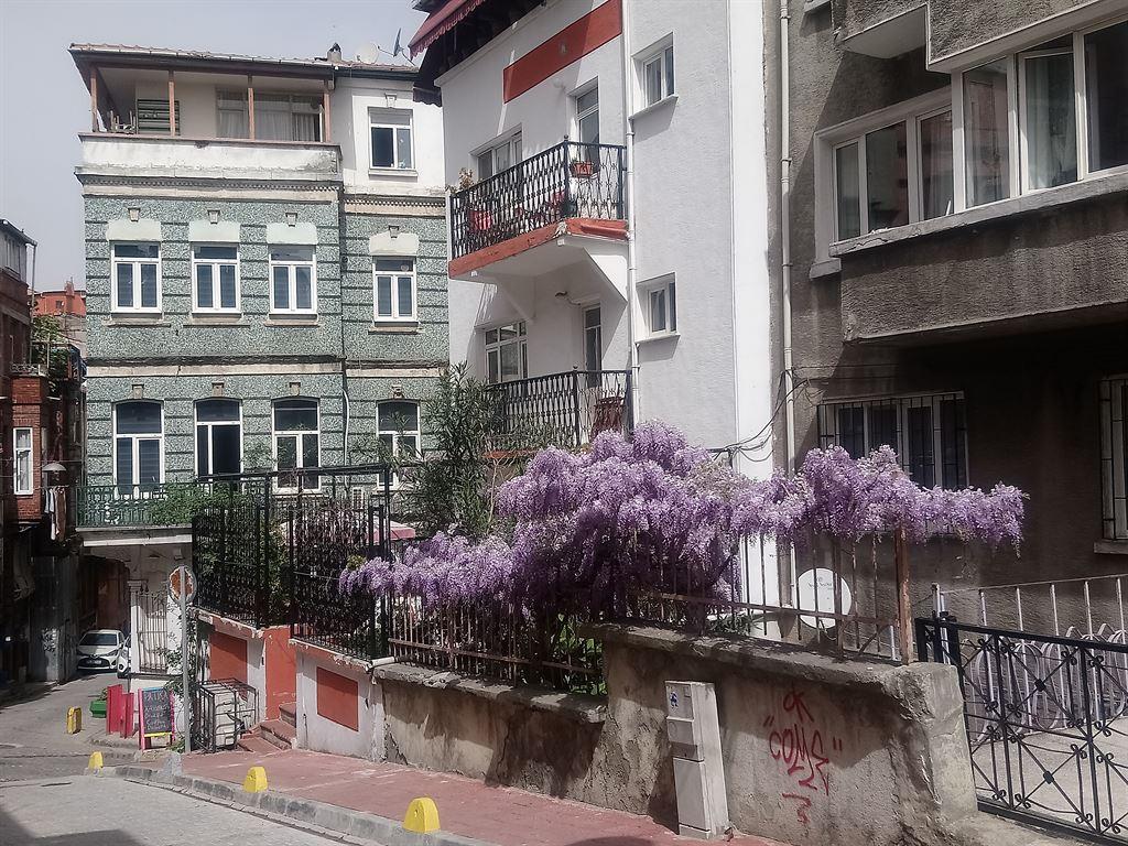 wisteria2
