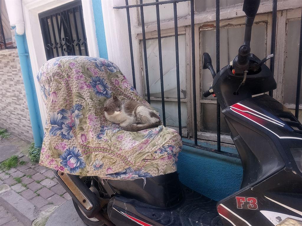 cat&cloth