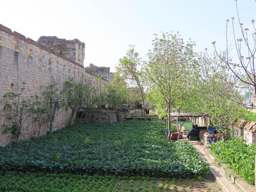 garden1
