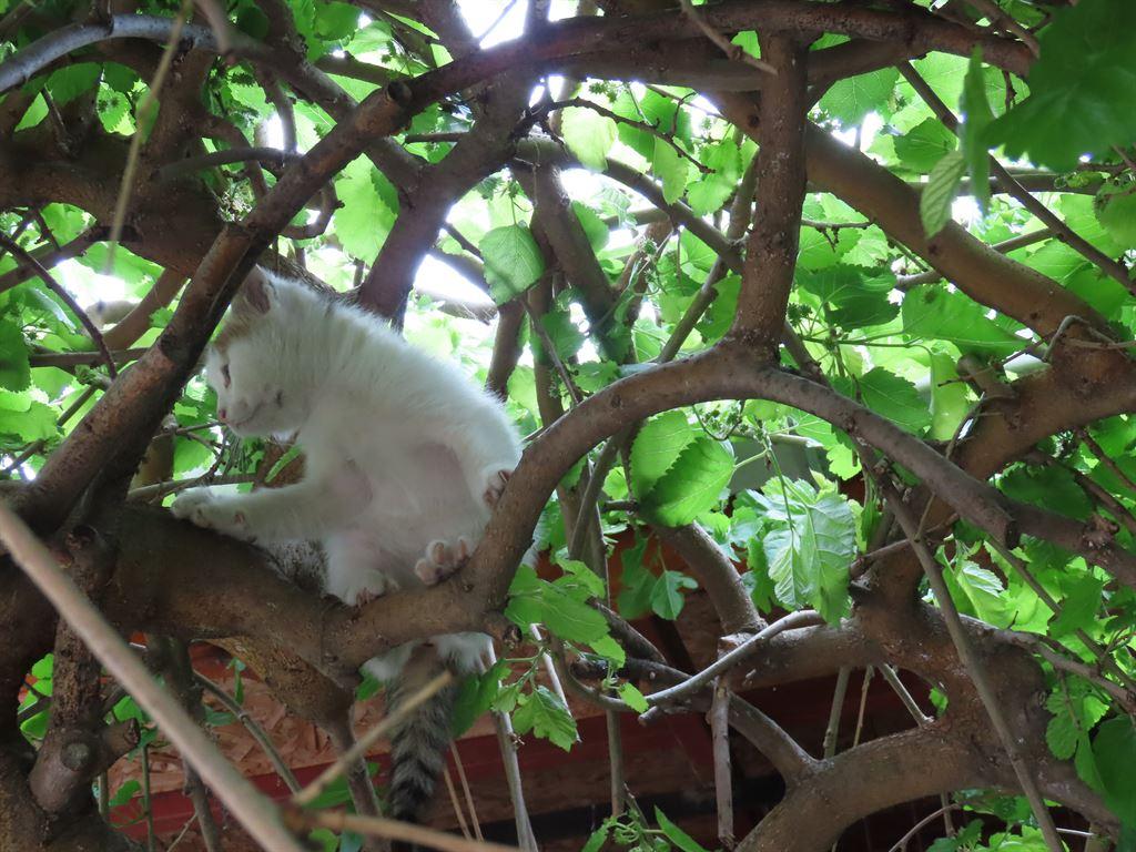 kitty1