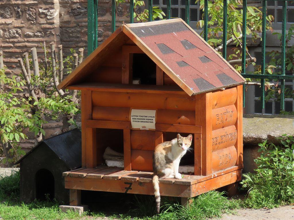 catbox