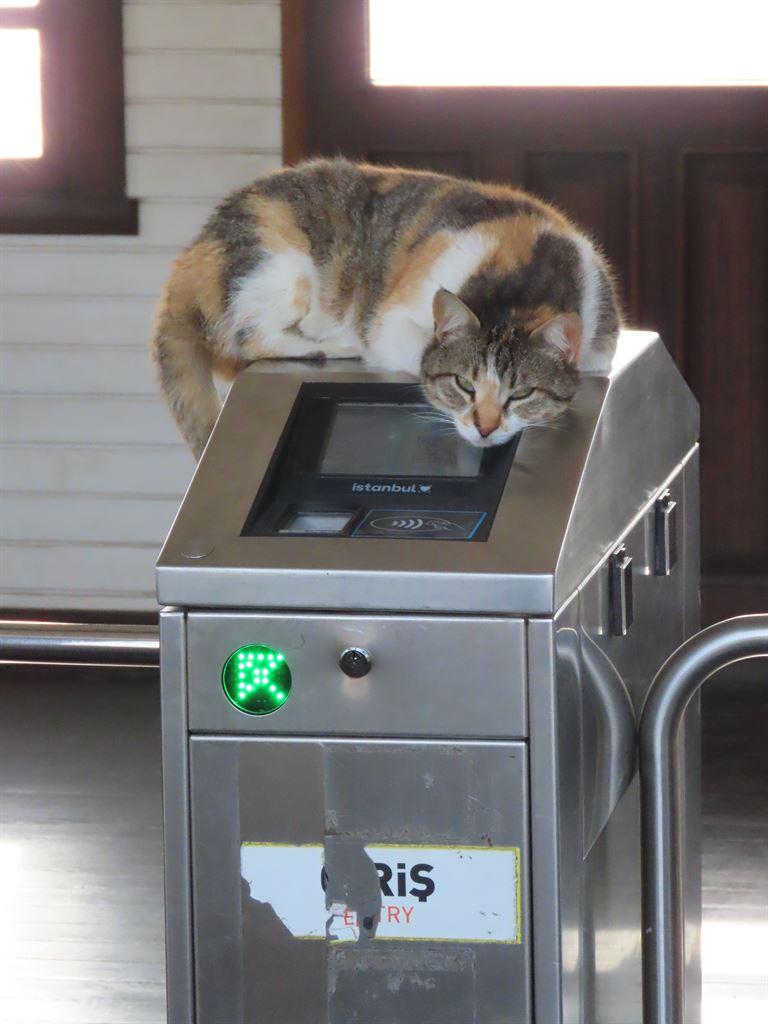 cat