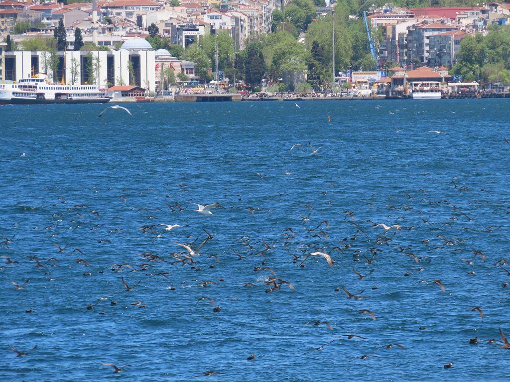 birds