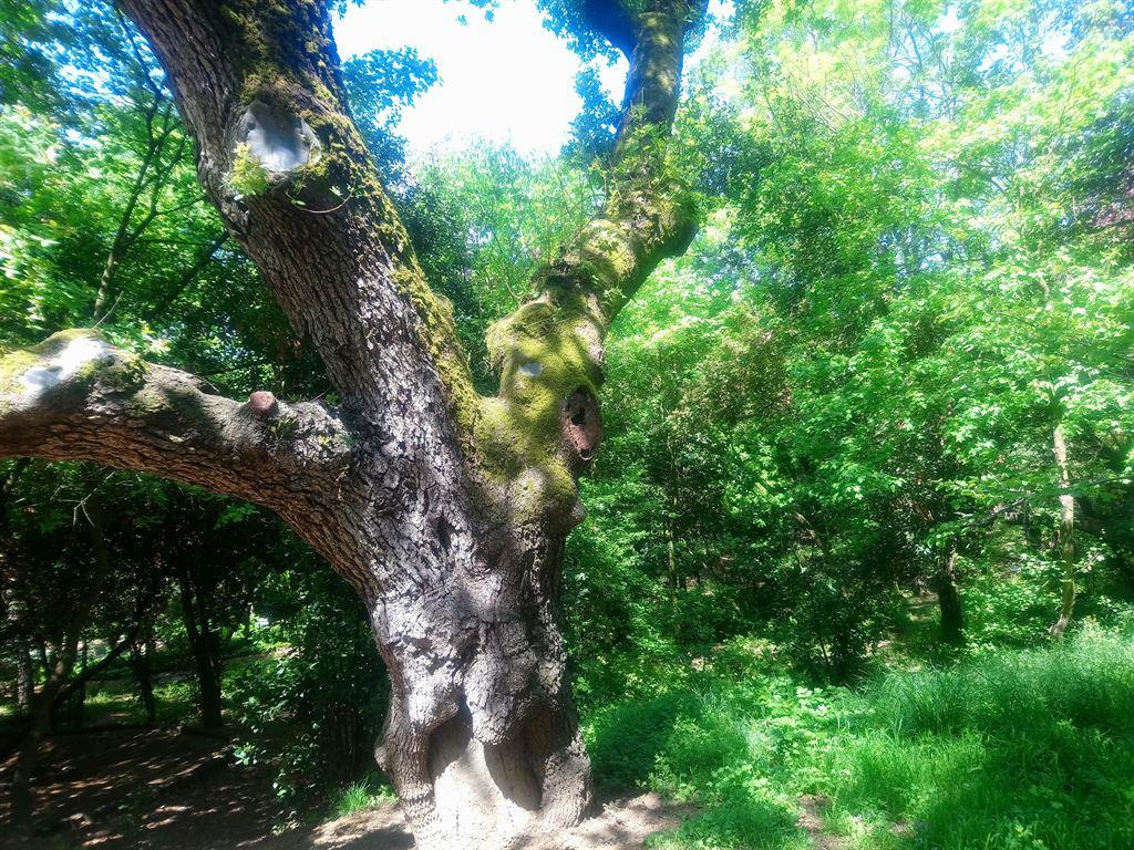 tree