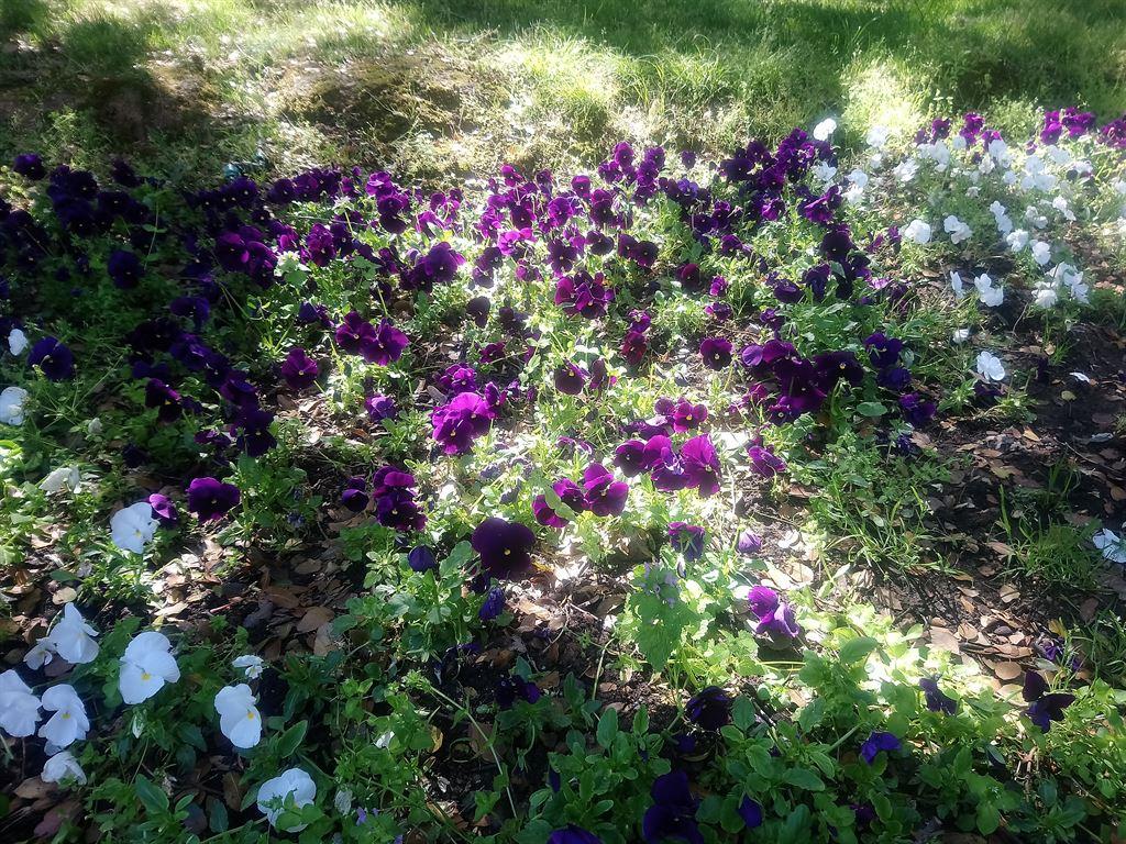 pansies