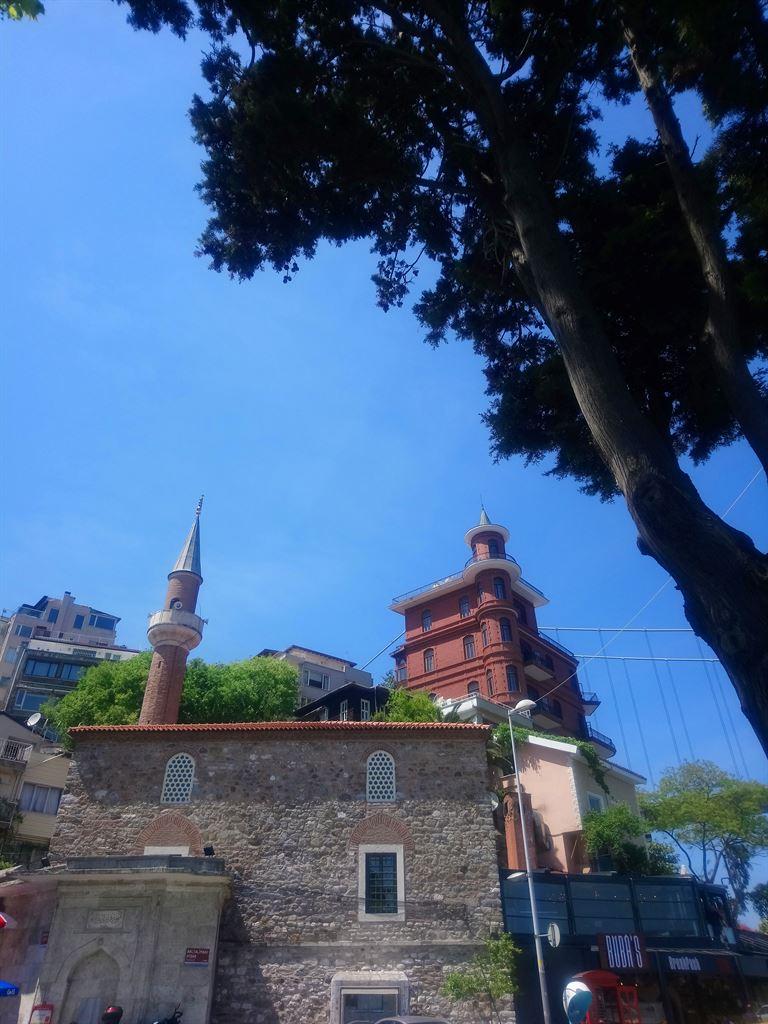 tree&mosque