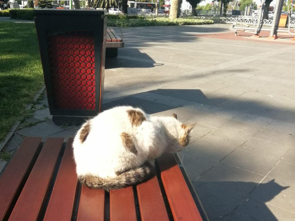 catonbench