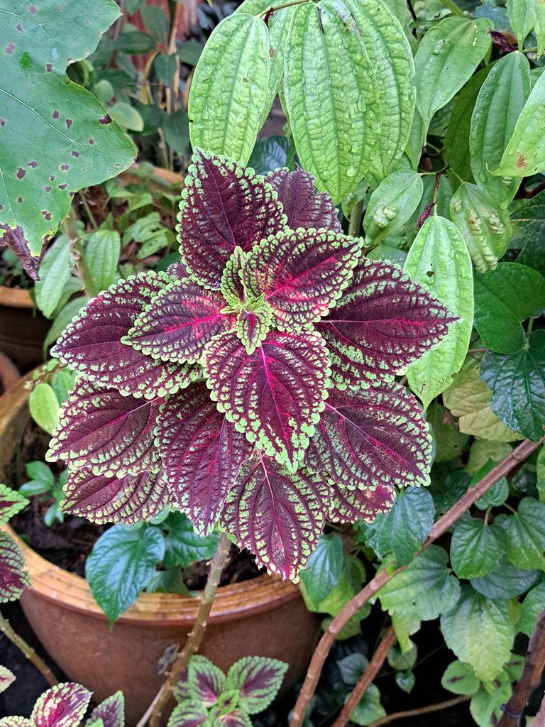 leaves