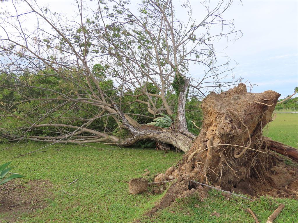 treedown