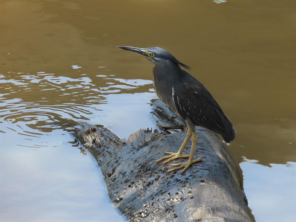 heron