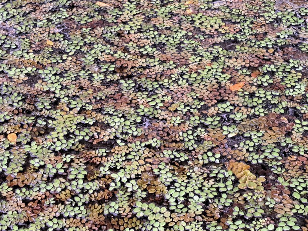 leaves1