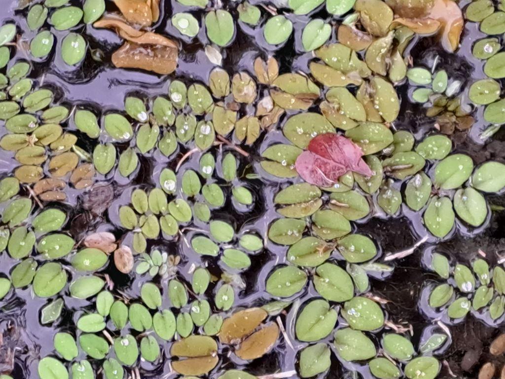 leaves2