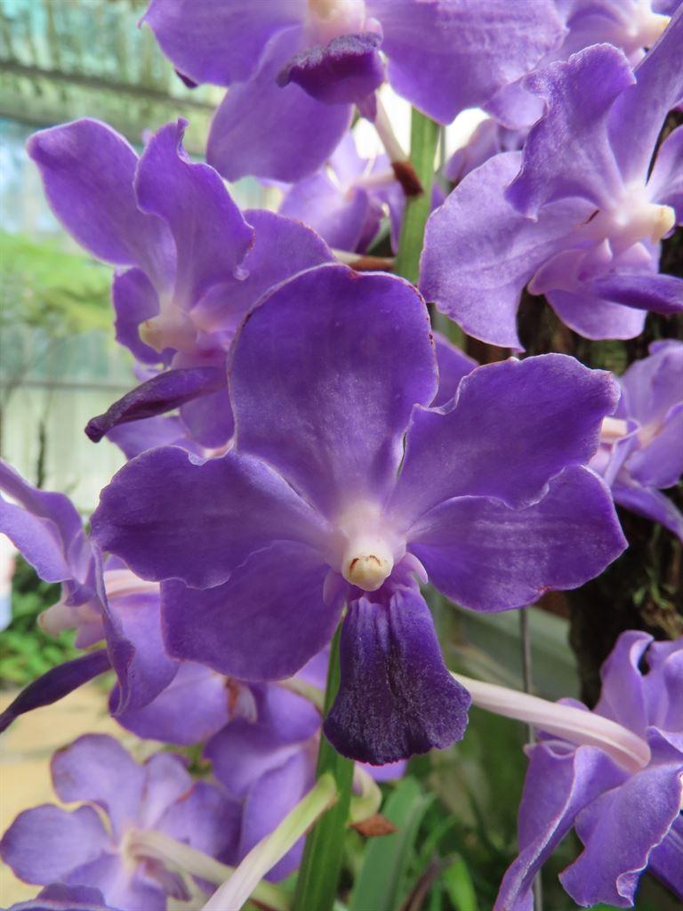 purple