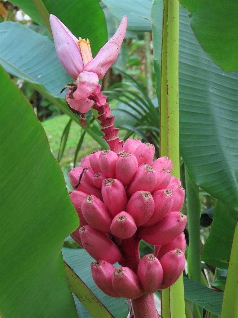 pinkbananas