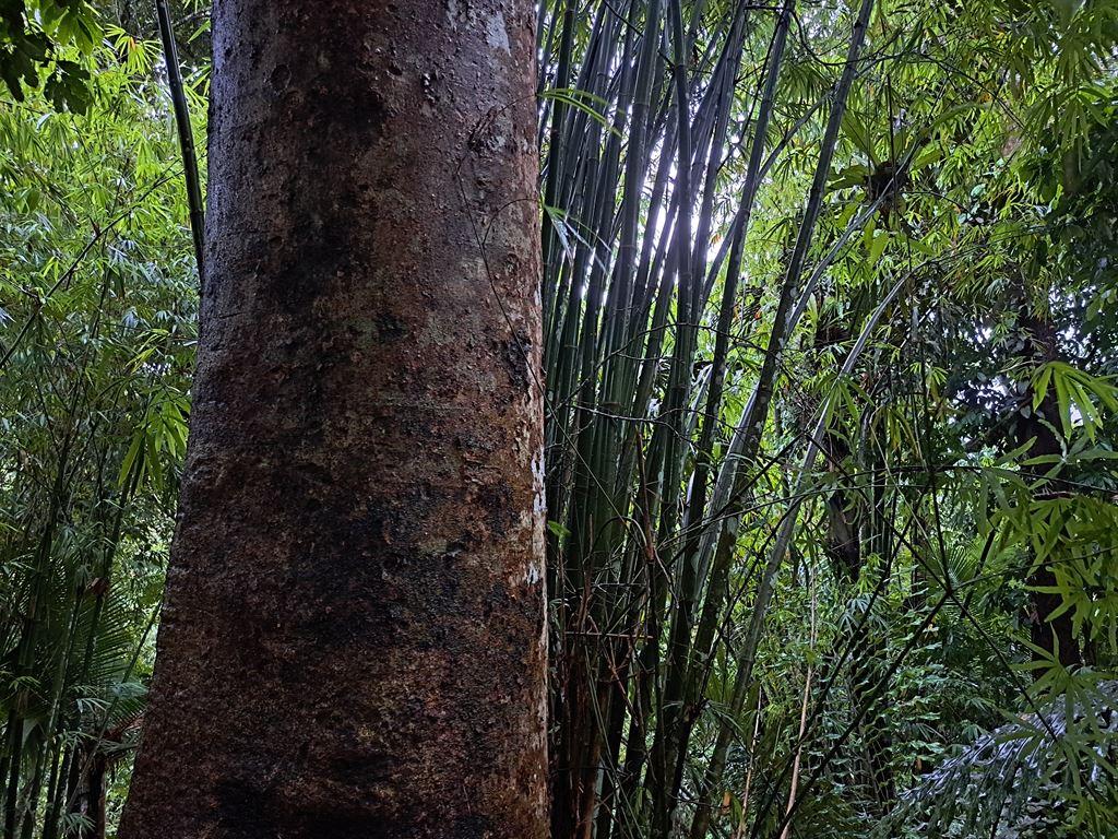 forest1