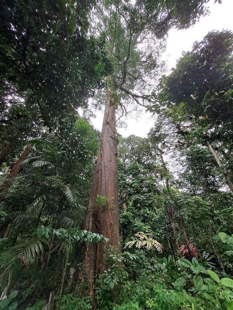 hugetree1
