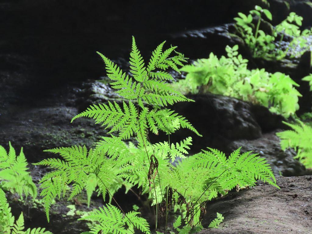 brightgreen