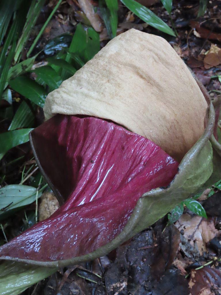 titanarum2