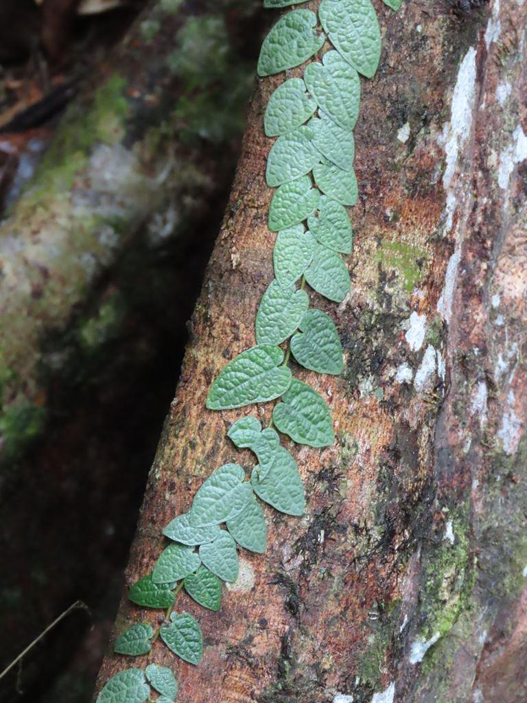 stickyleaves