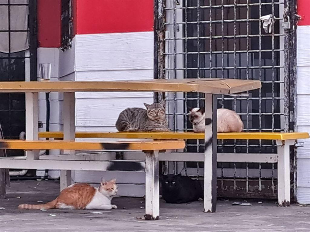 cats