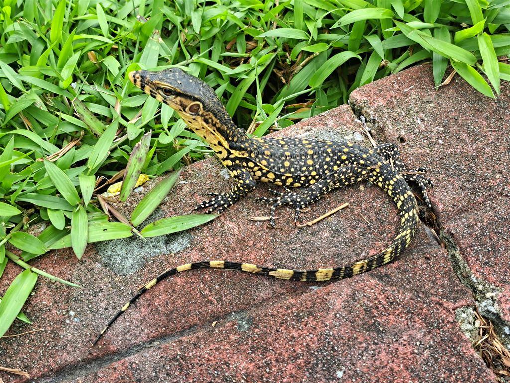 babylizard