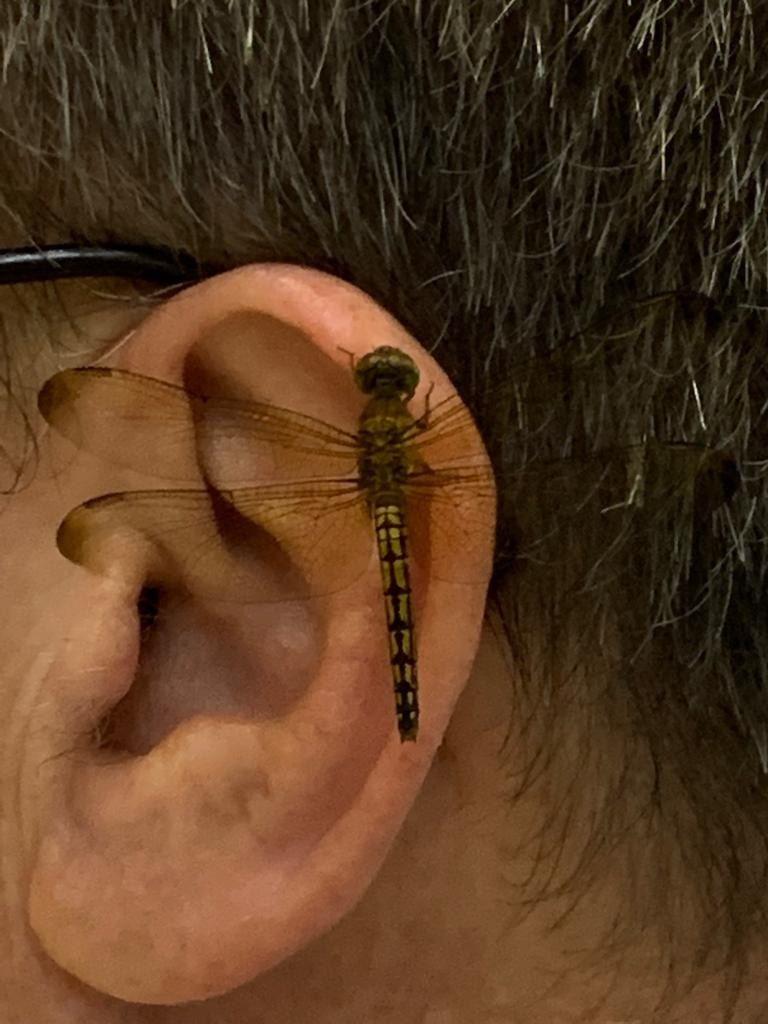 dragonfly