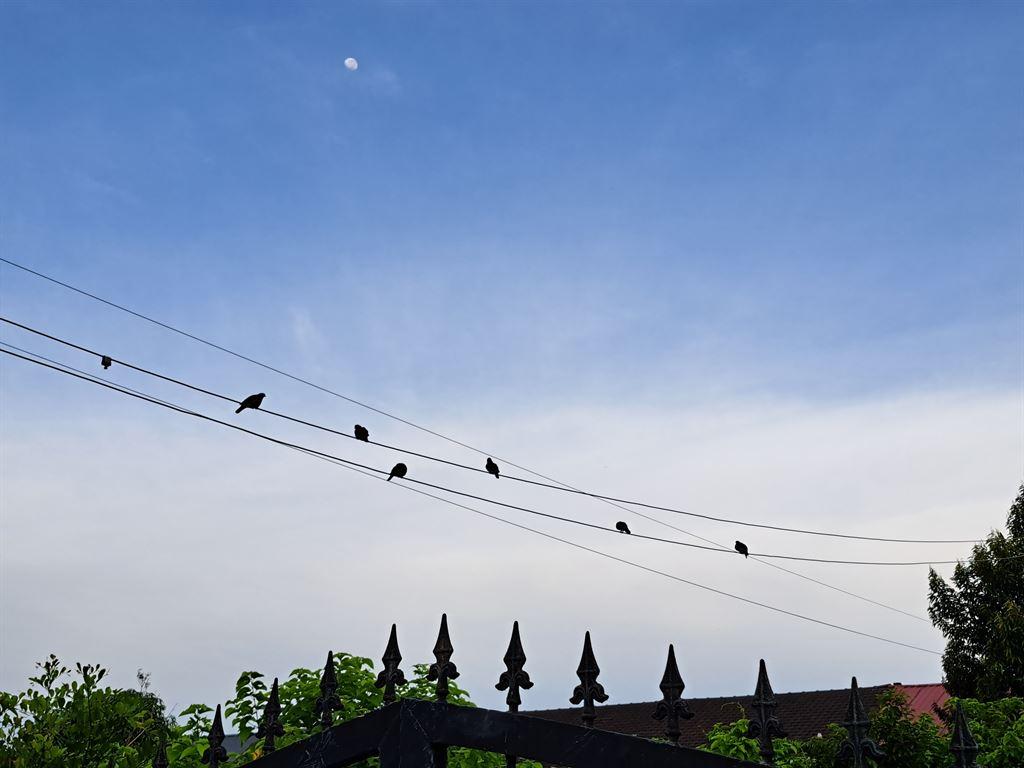 pigeons
