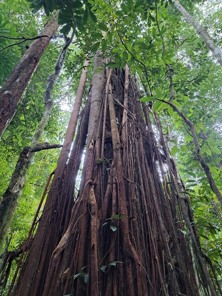 girt big tree