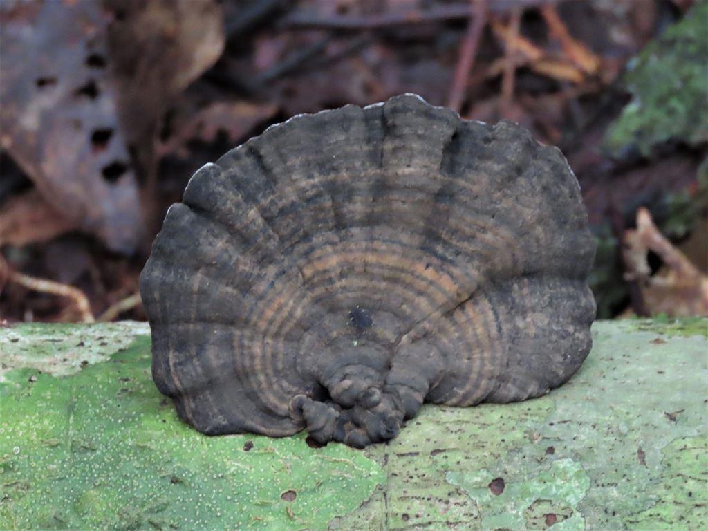 fungi1