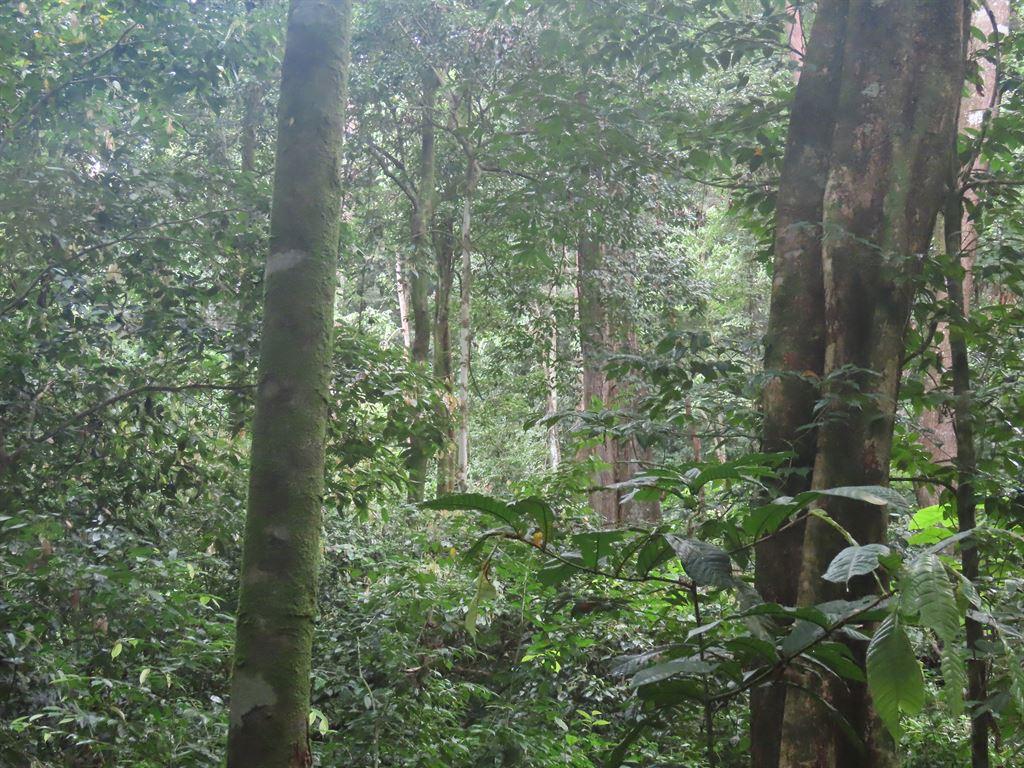 trees