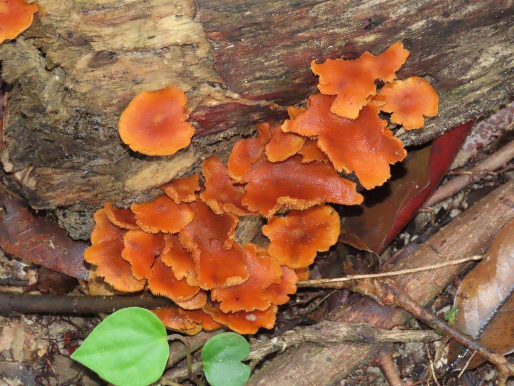 fungi2