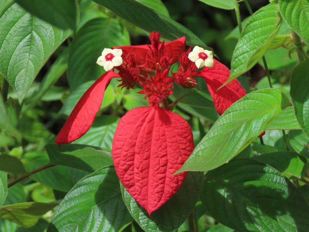 redflower