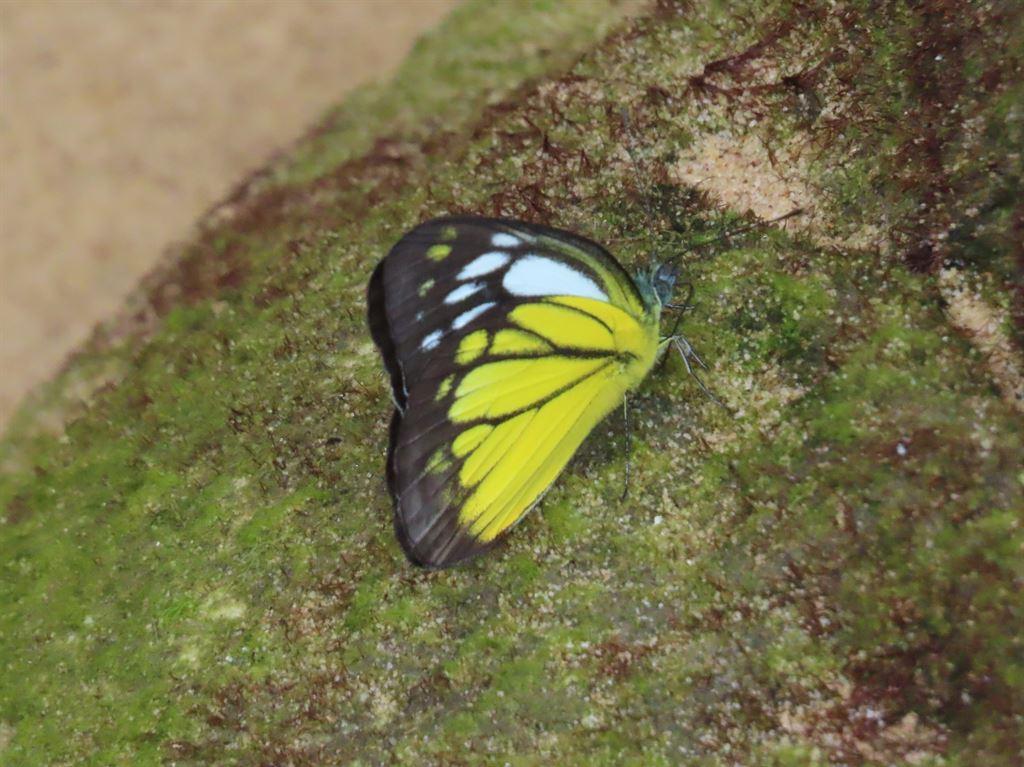 butterfly