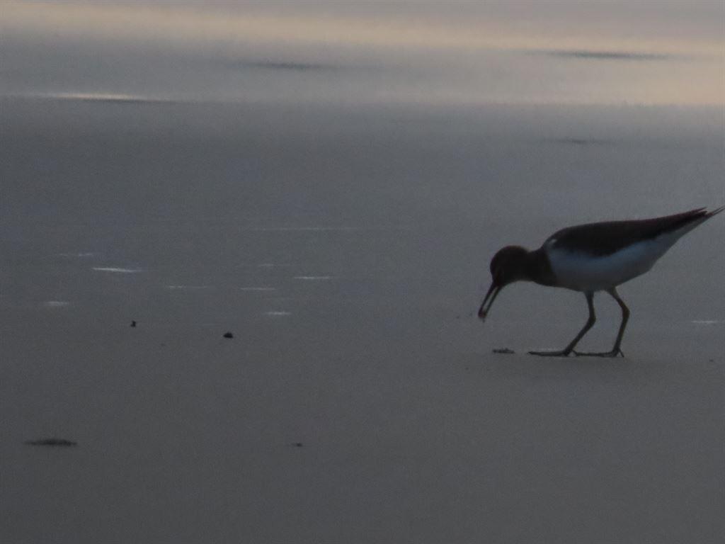 bird&catch