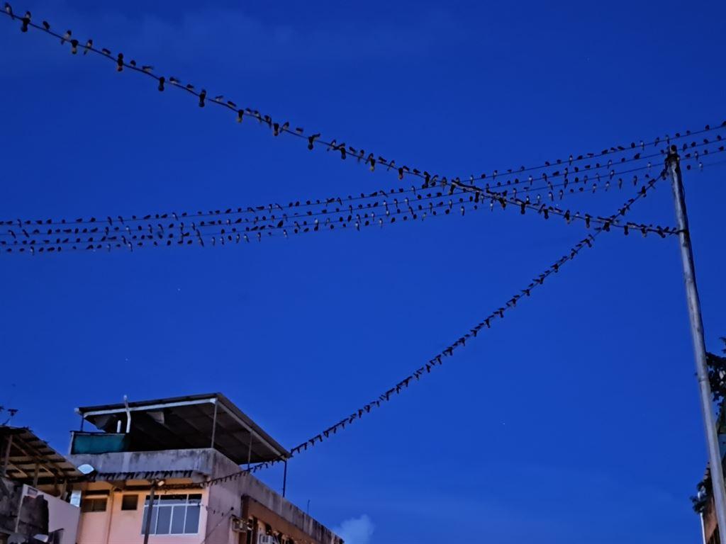 birds0