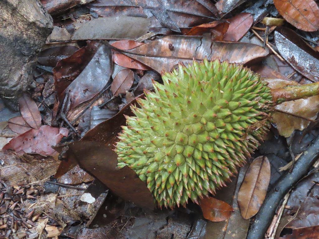durian