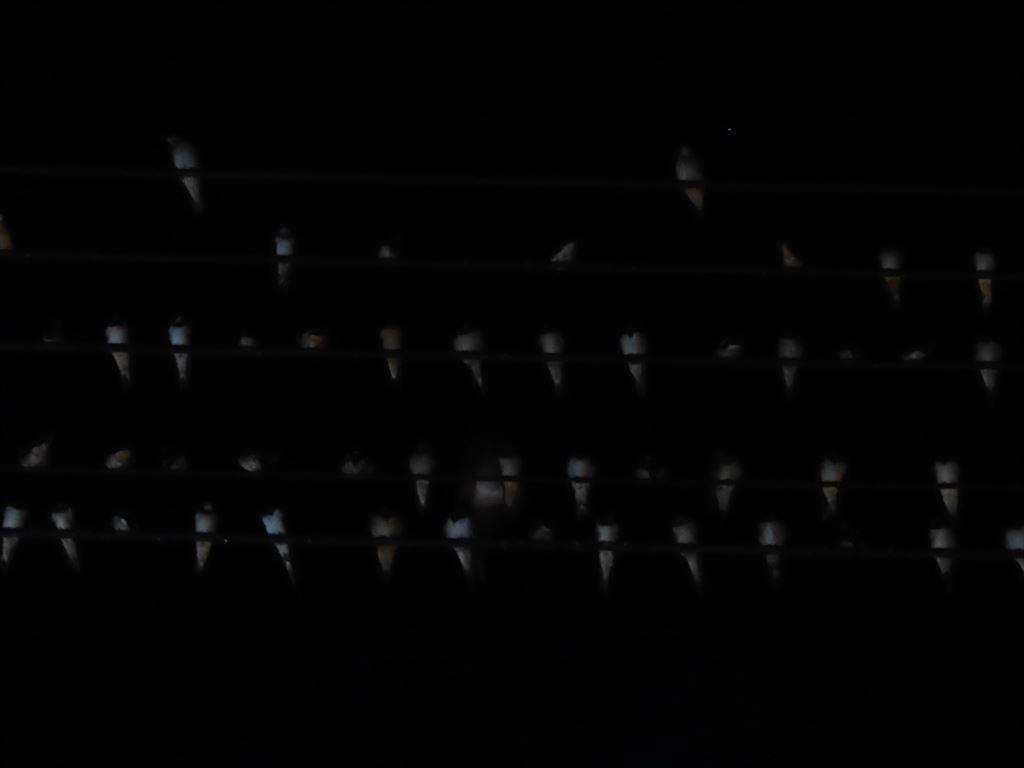 birds4