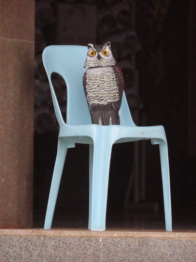 owl