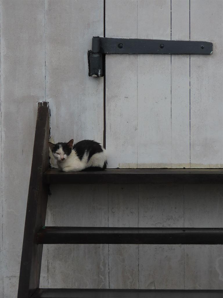 cat