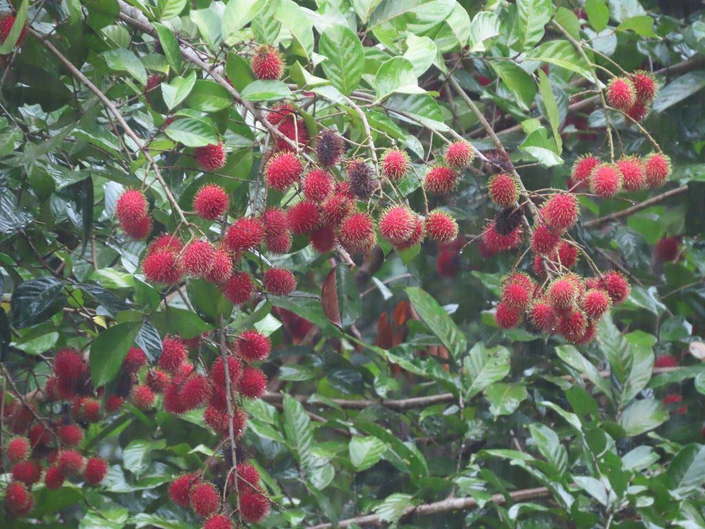 rambutan