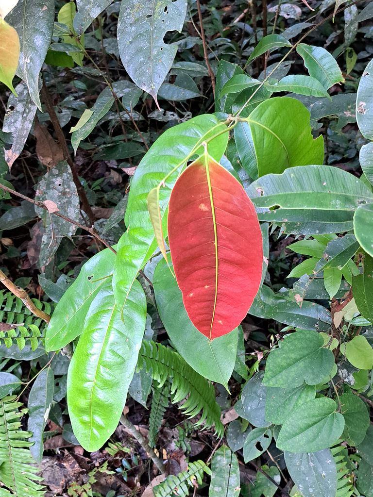 redleaf