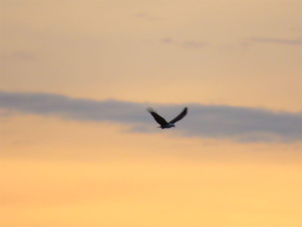 bird1