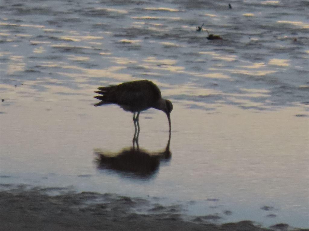 bird3