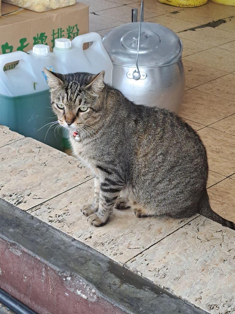 portlycat