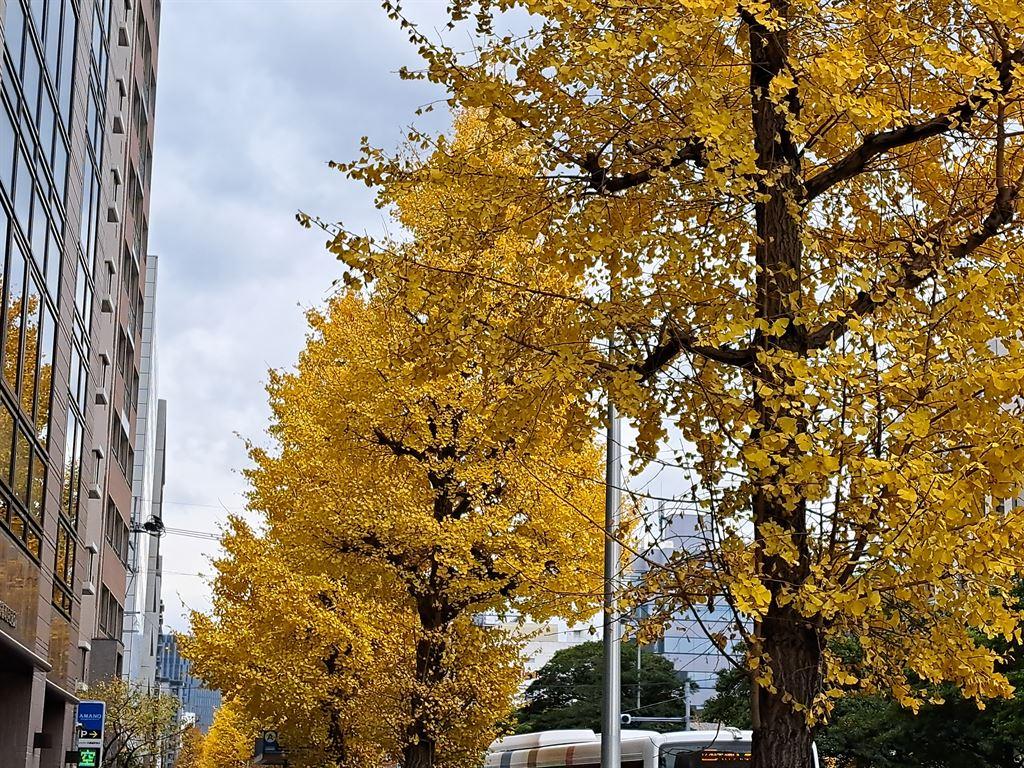 yellow1