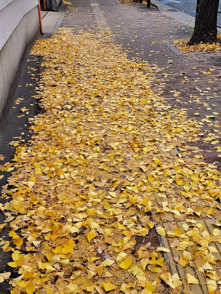 leaves
